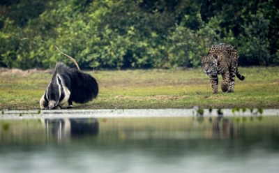 Натуралисты показали встречу ягуара и гигантского муравьеда