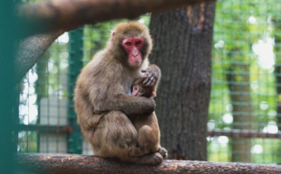 В США обезьяна оголила грудь девушки ради молока