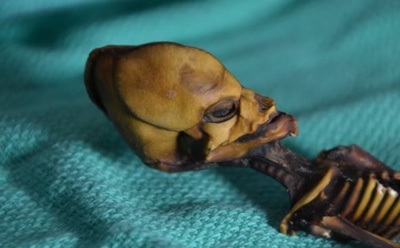 В США раскрыли тайну «инопланетного» гуманоида из Атакамы