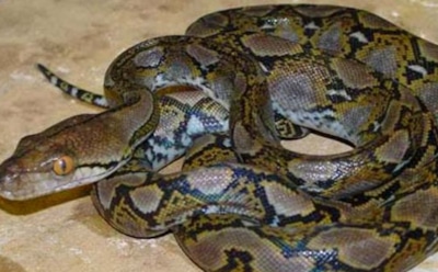 В Индии заклинателя змей едва не задушил огромный питон