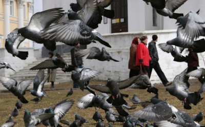 Россельхознадзор: голуби представляют серьезную опасность
