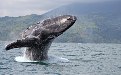 На Гавайских островах кит устроил для спасателей «водное шоу»