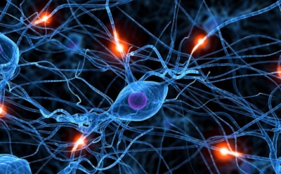 Ученые из США открыли новый орган человека