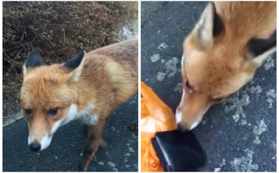 В Британии лиса украла у мужчины кошелек и убежала