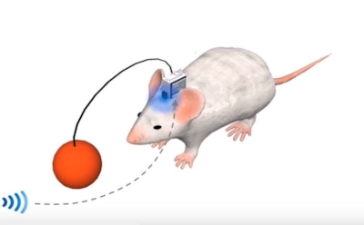 Ученые создали мышей на дистанционном управлении