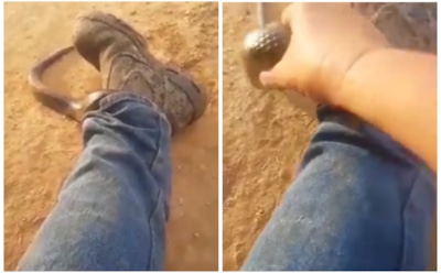 В Австралии ядовитая змея заползла рыбаку в штанину