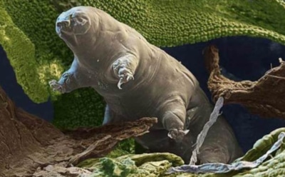 Ученые узнали, какие земные существа способны «пережить» смерть