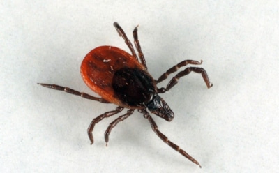 Сезон клещей открыт: что делать в случае укуса