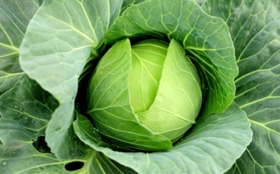 Ученые рассказали о новых полезных свойствах капусты