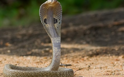 В Малайзии схватку питона и кобры засняли на видео
