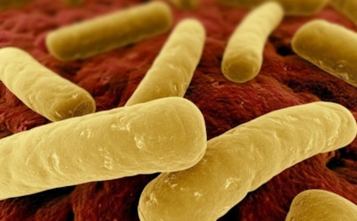 Ученые открыли бактерии, виновные в ожирении