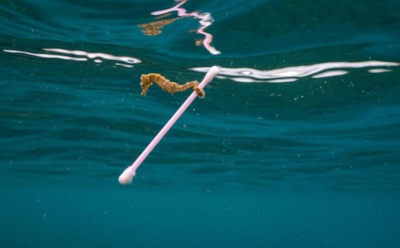 В Великобритании запретят продажу ватных палочек