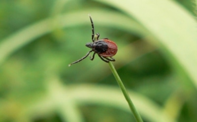 Ученые: в России клещи переносят неизвестный вирус
