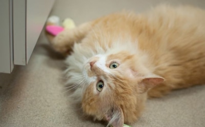 В США хозяева решили усыпить кота, преодолевшего 20 километров