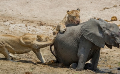 В Зимбабве туристы стали свидетелями схватки слона со львами