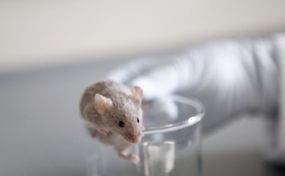 Ученые пересадили мышам клетки человеческого мозга