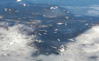 На Урале произошла экологическая катастрофа