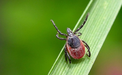 СМИ: в Москве зафиксирован очаг клещевого энцефалита