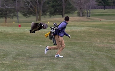 В США разъяренный гусь напал на 16-летнего гольфиста