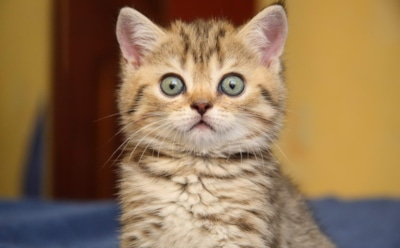 Видео рухнувшего с ноутбуком кота «взорвало» Сеть