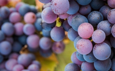 Названы 5 лучших продуктов для предотвращения рака