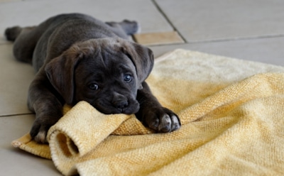 Ученые рассказали о неожиданной пользе от домашних животных