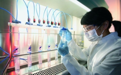 Российские ученые научились отличать кошатину от курятины