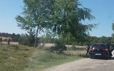 В Сети появилось видео нападения гепардов на туристов