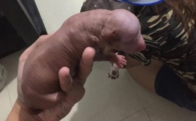 Facebook заблокировал за непристойность фото с новорожденным щенком