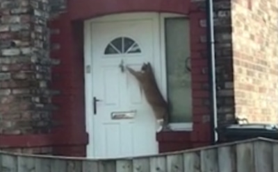 В Британии «самая вежливая кошка в мире» стала звездой Сети