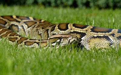 В Индонезии дети покатались на гигантском живом питоне