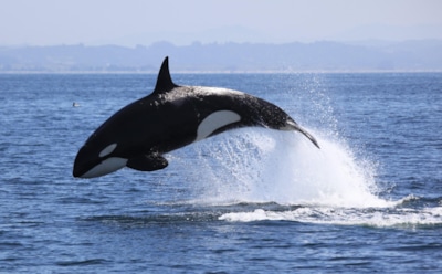 Жители Сахалина засняли на видео охоту китов-убийц