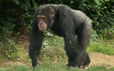 Биологи: человеческая постель грязнее гнезда шимпанзе