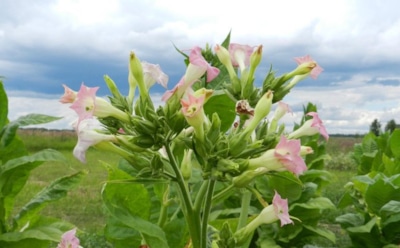 Учеными из Австралии названа неожиданная польза табака