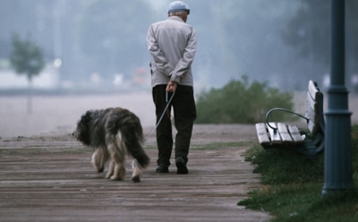 Ученые тестируют технологию человеческого долголетия на собаках