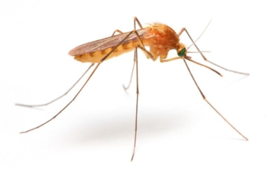 Ученые обнаружили неожиданную реакцию иммунитета человека на комариные укусы