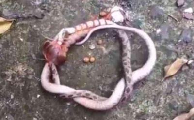 Жители Вьетнама засняли схватку питона и гигантской сколопендры
