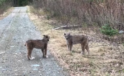Две рыси стали звездами Сети из-за угрожающих звуков