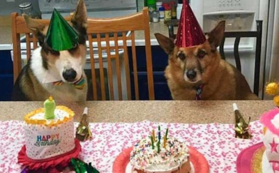 Австралийка устроила грандиозный праздник умирающему от рака псу