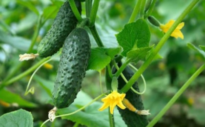 Ученые: употребление огурцов улучшит зрение и укрепит кости