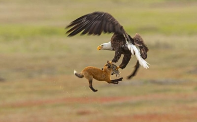 В Сети появилось эффектное видео схватки орлана и лисы за добычу