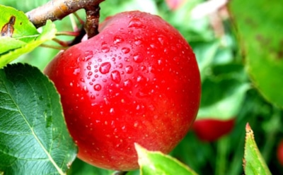 Ученые из Канады определили 5 продуктов для защиты зубов