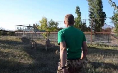 В Крыму хозяин сафари-парка с помощью тапка разогнал львов