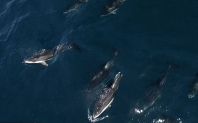 У берегов Калифорнии полторы тысячи дельфинов проплыли вокруг двух китов