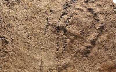 В Китае найдены древнейшие следы неизвестного существа