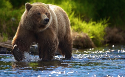 В России рыбак пытался спастись от медведя и утонул в реке