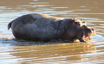 В ЮАР бегемот атаковал пролетающий вертолет
