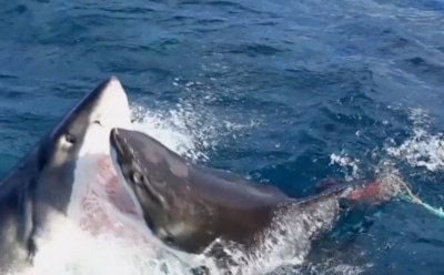 В Сети появилось видео схватки акул