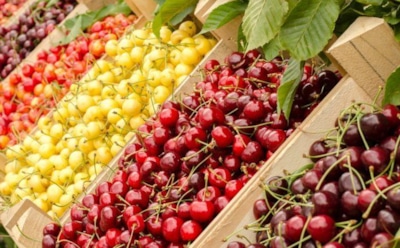 Диетологи рассказали о пользе вишни и черешни