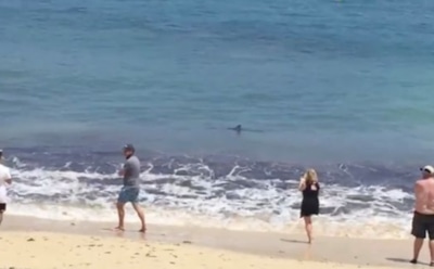 В Испании огромная акула выгнала отдыхающих из воды